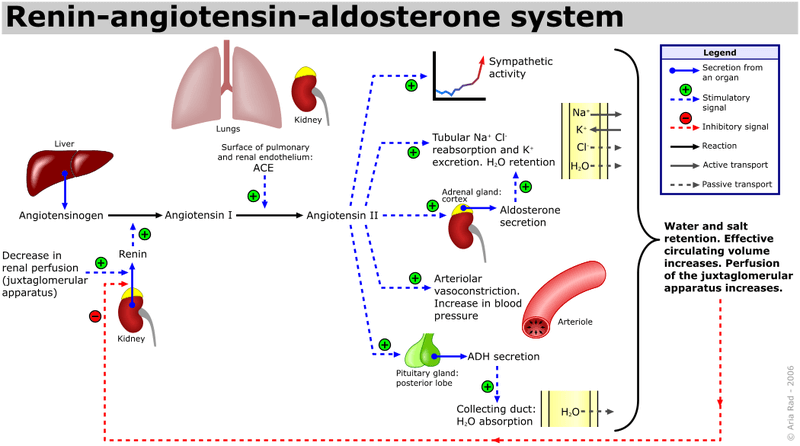 Aldosterone
