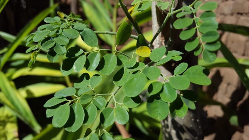 Che_cos'e'_la_moringa?