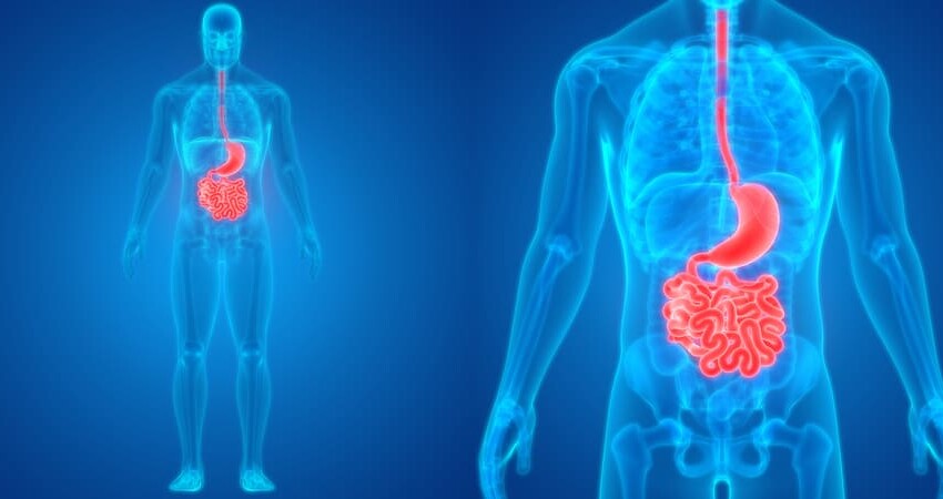 Digestione peristalsi ed assorbimento