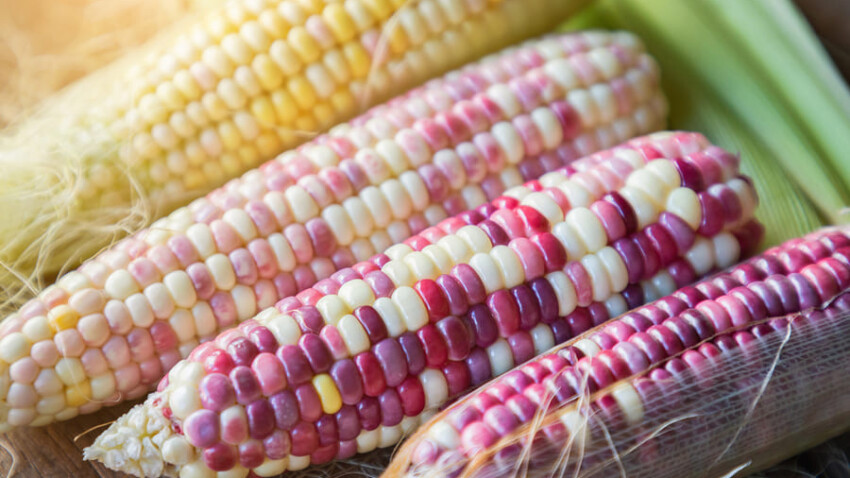 Fibra fermentabile