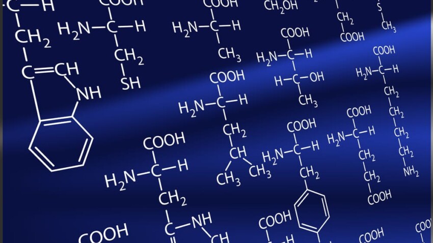 Gli aminoacidi sono intelligenti