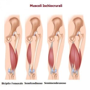 Gli ischiocrurali