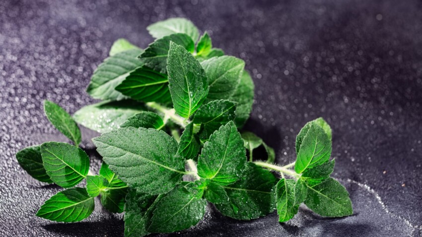 Holy basil tulsi anticontraccettivo e stimolante della libido