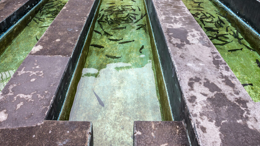 I pesci d allevamento