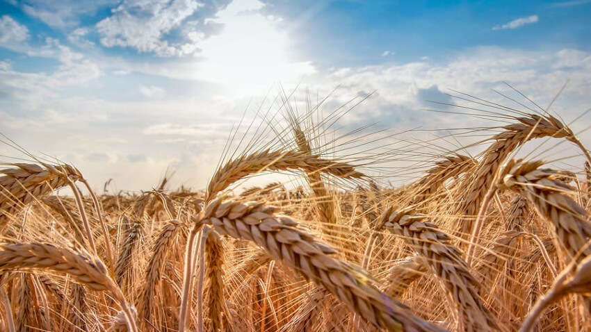 Intolleranza al glutine al grano