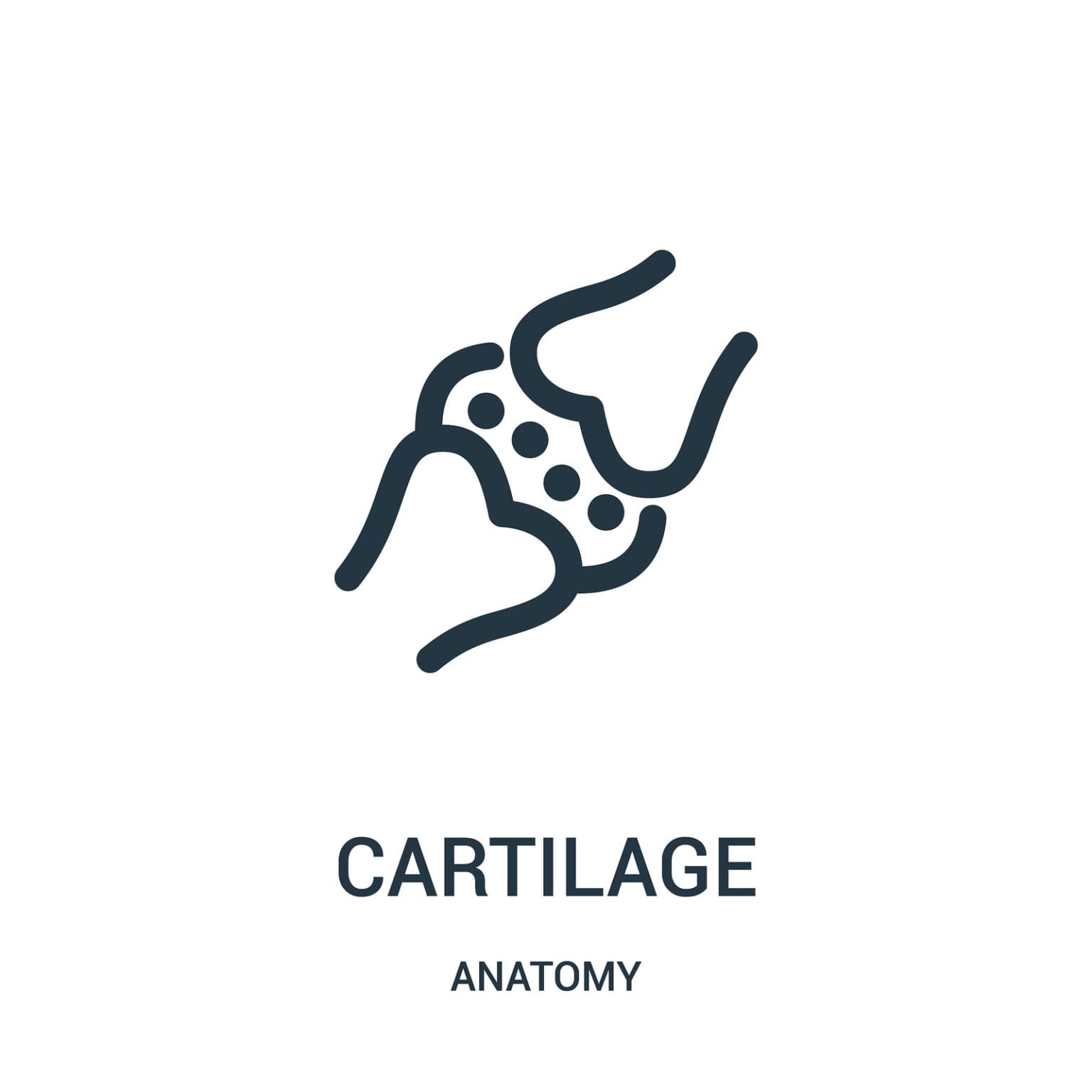 Le cartilagini tipologie e funzioni