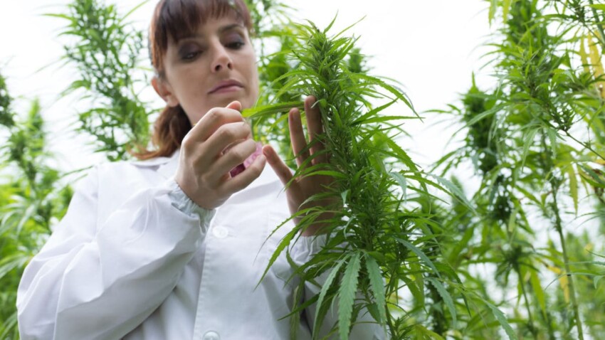 Reali benefici del cannabidiolo