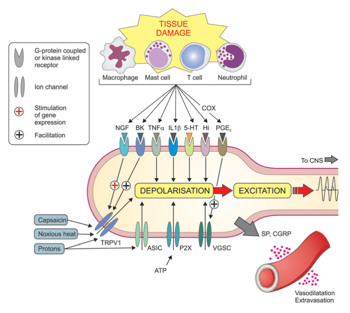 Sensibilizzazione periferica