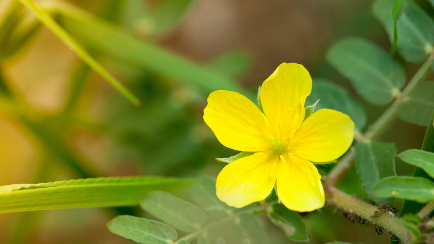 Tribulus terrestris