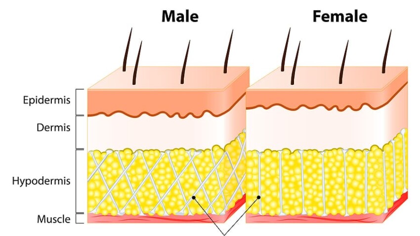 Cellulite tessuto connettivo uomo e donna