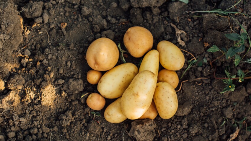 Le patate tuberi naturali e salutari