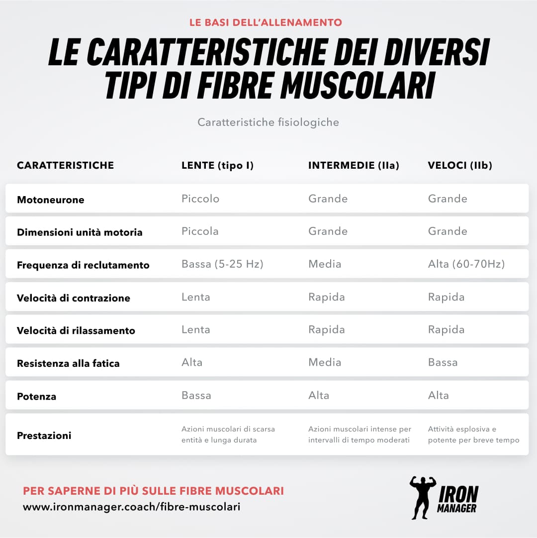 Fibre msucolari 2