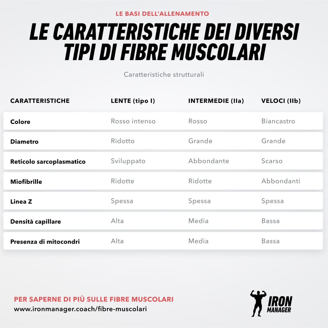 Fibre muscolari 1