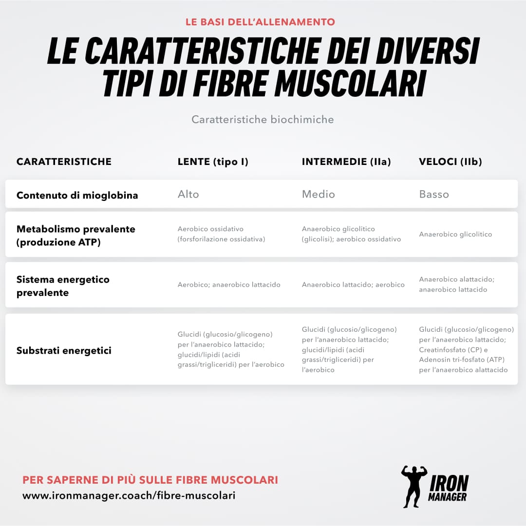 Fibre muscolari 3