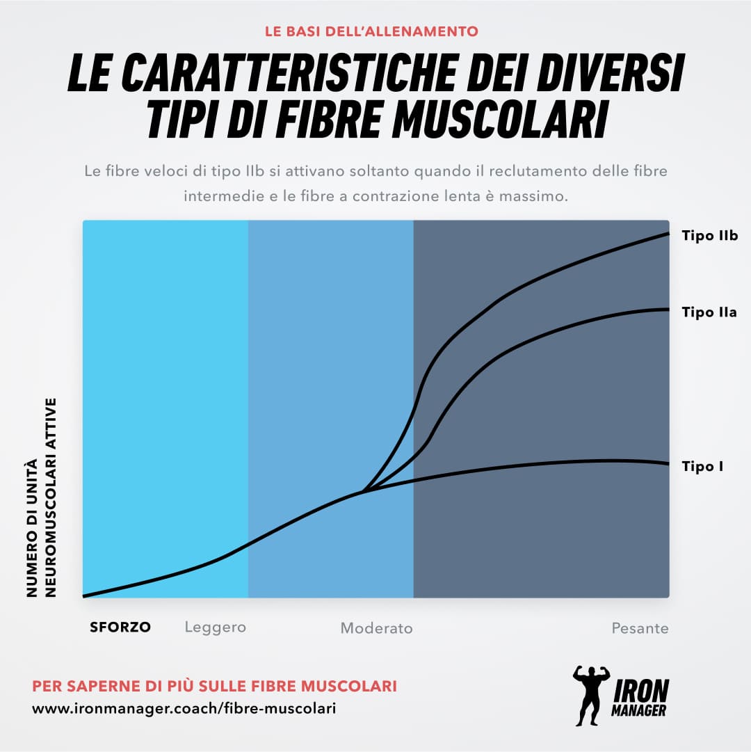 Fibre muscolari 4