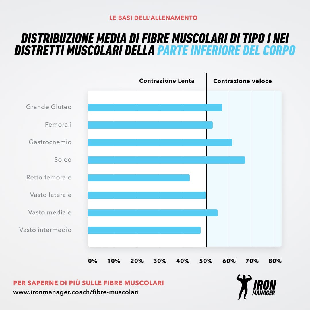 Fibre muscolari lower body