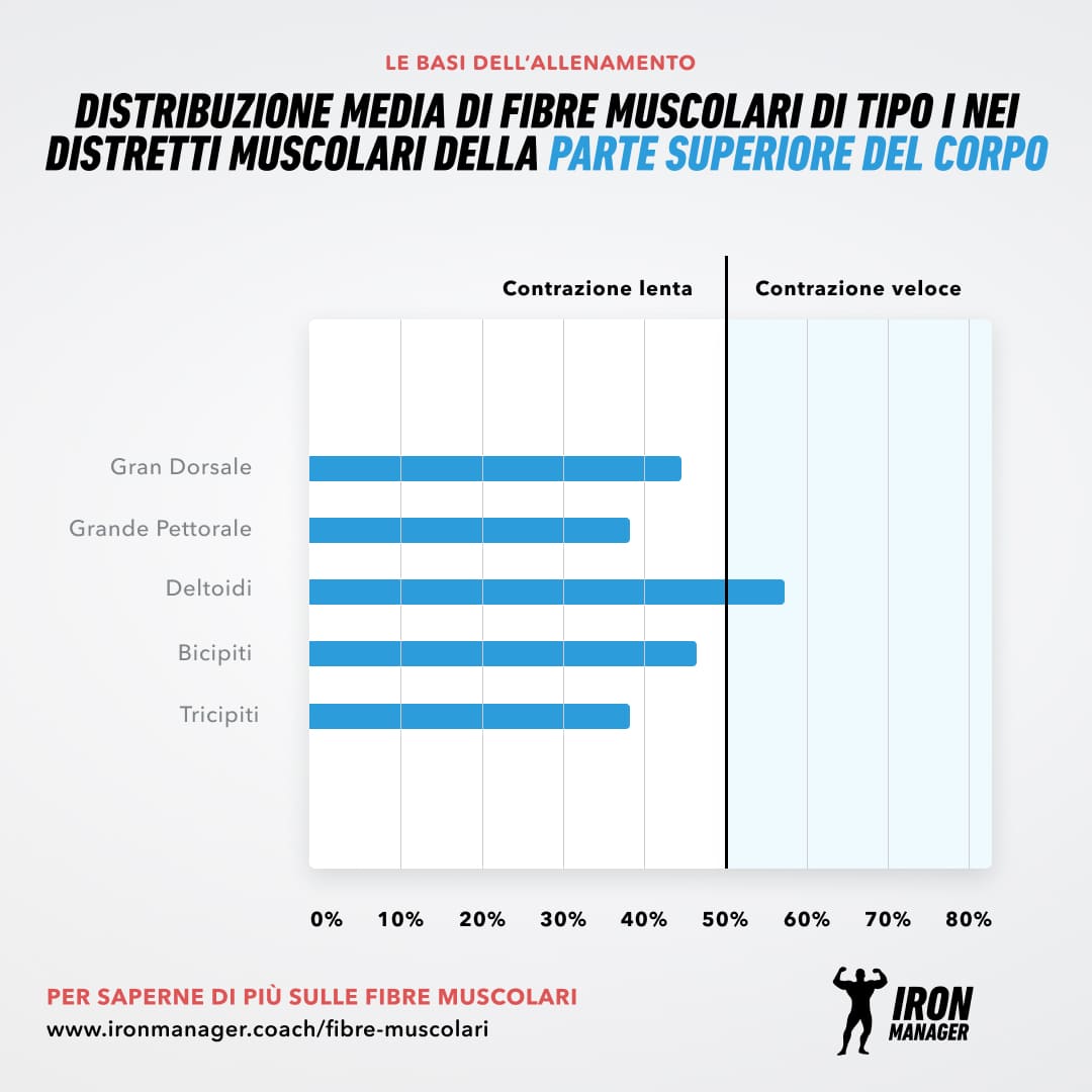 Fibre muscolari upper body